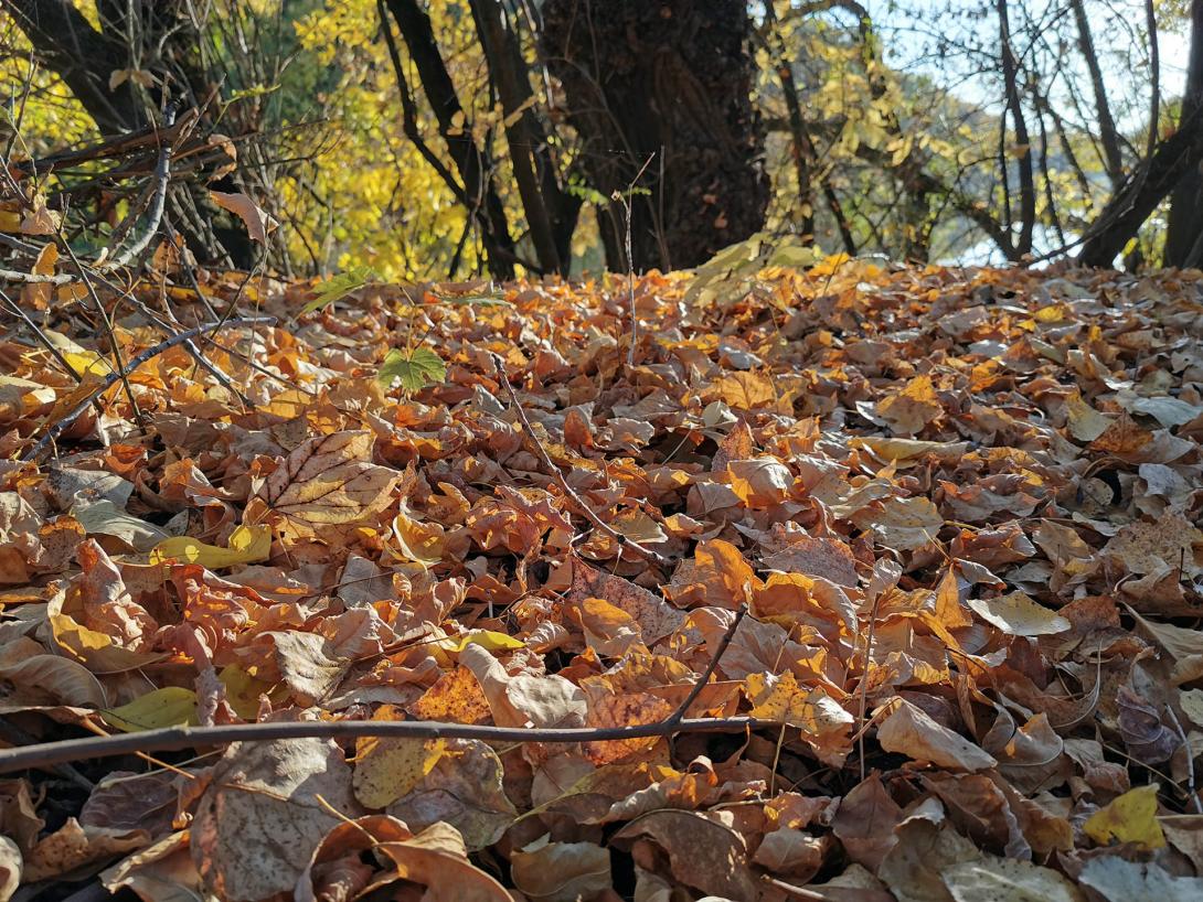 Erdőillatú őszi avar, Körös-Maros Nemzeti Park
