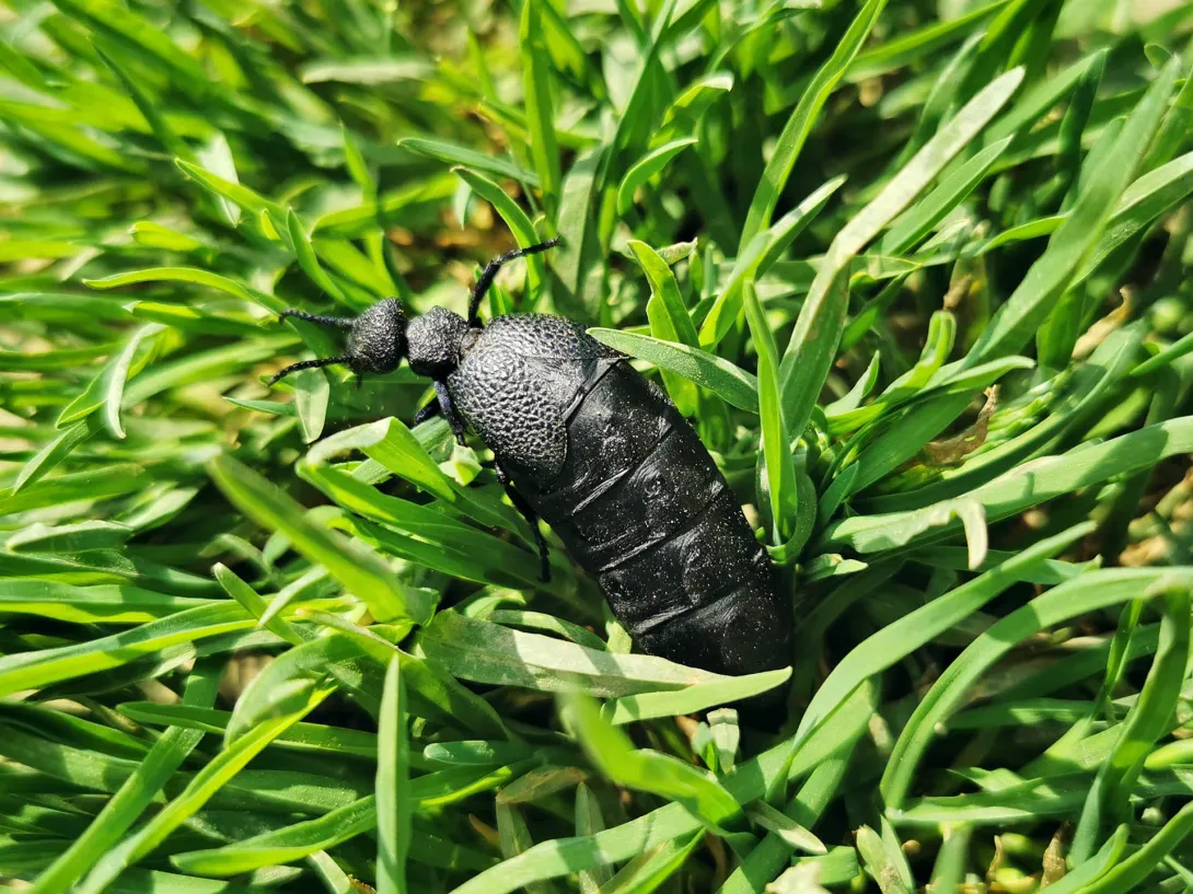 Közönséges nünüke, Körös-Maros Nemzeti Park