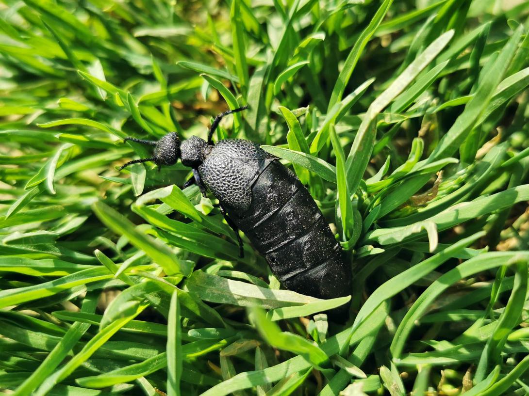 Közönséges nünüke, Körös-Maros Nemzeti Park