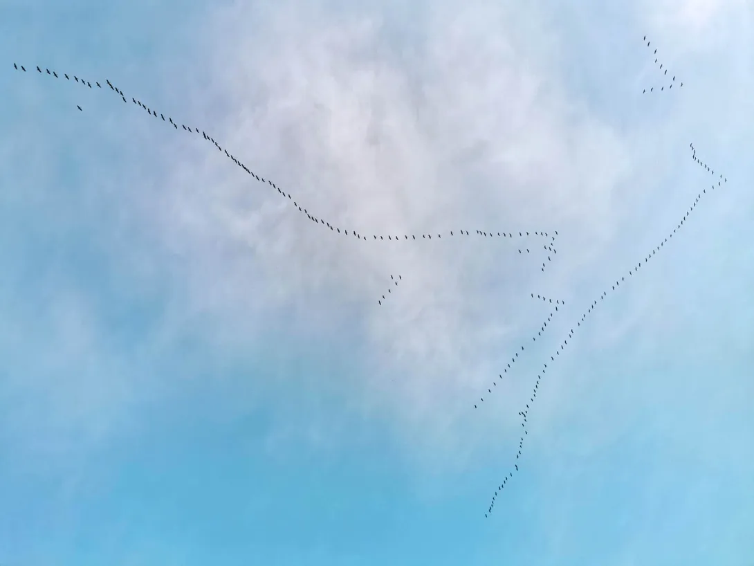 Vonuló Darvak "V" alakban, Körös-Maros Nemzeti Park