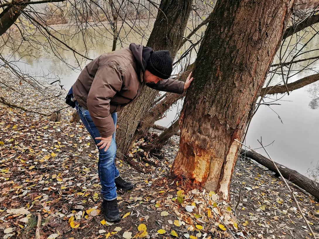 Túl jól érzik magukat Gyomaendrődön a hódok