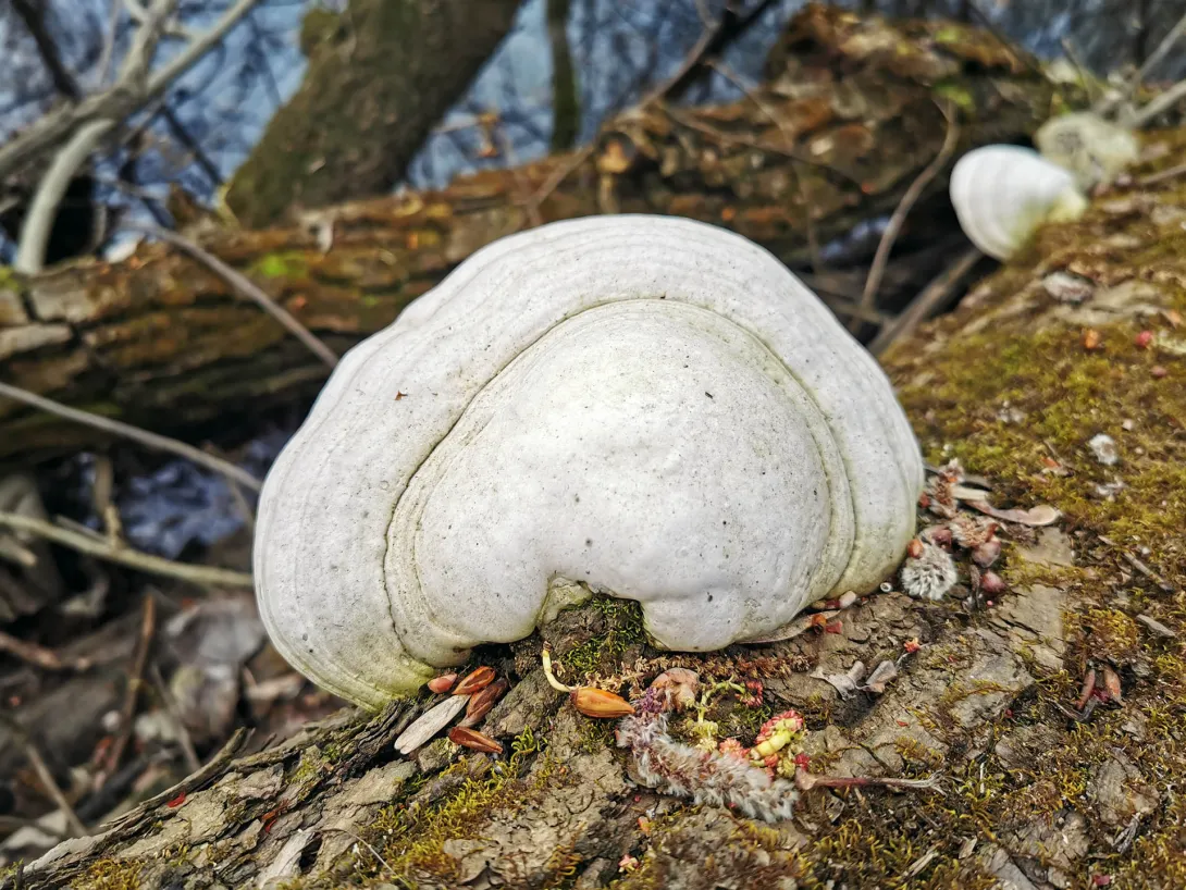 Bükkfatapló