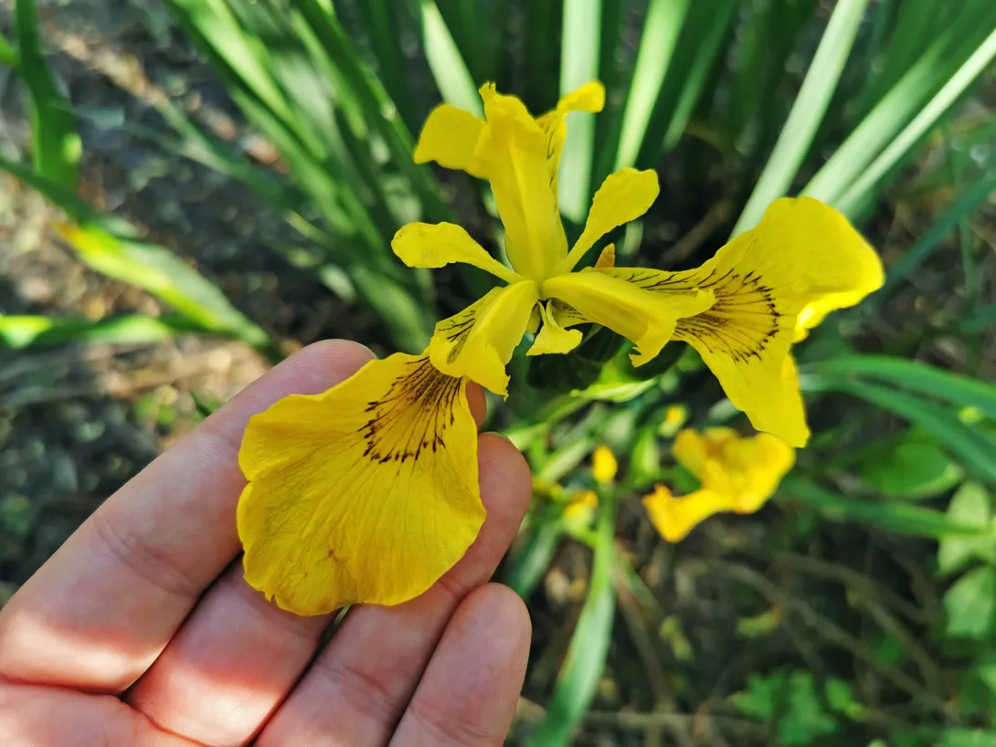 A sárga nőszirom vagy mocsári nőszirom (Iris pseudacorus)