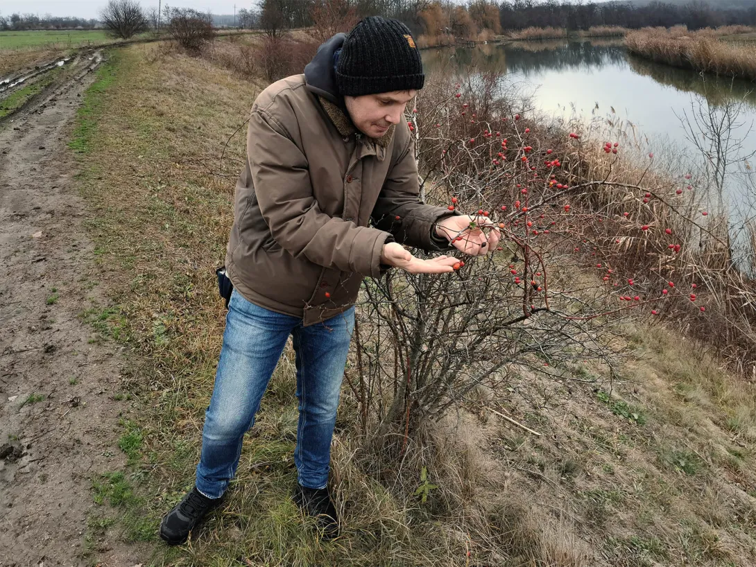 Csipkebogyó bokor piros terméssel (Gyepűrózsa, Rosa canina)