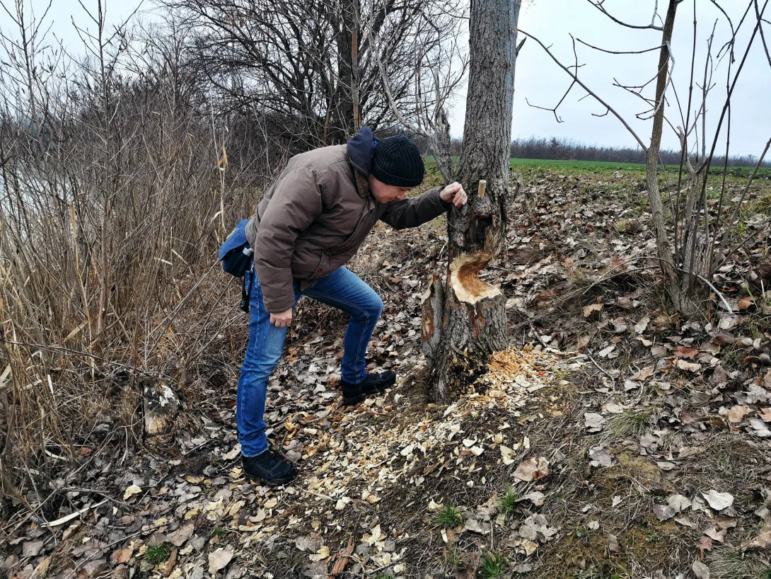 Túl jól érzik magukat Gyomaendrődön a hódok