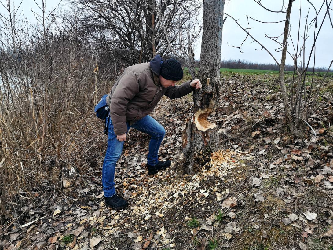Túl jól érzik magukat Gyomaendrődön a hódok