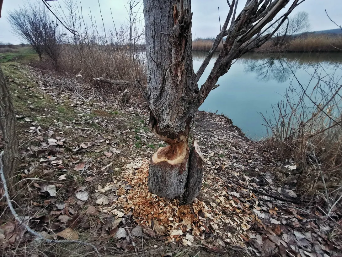Félbehagyott ceruzahegyezés