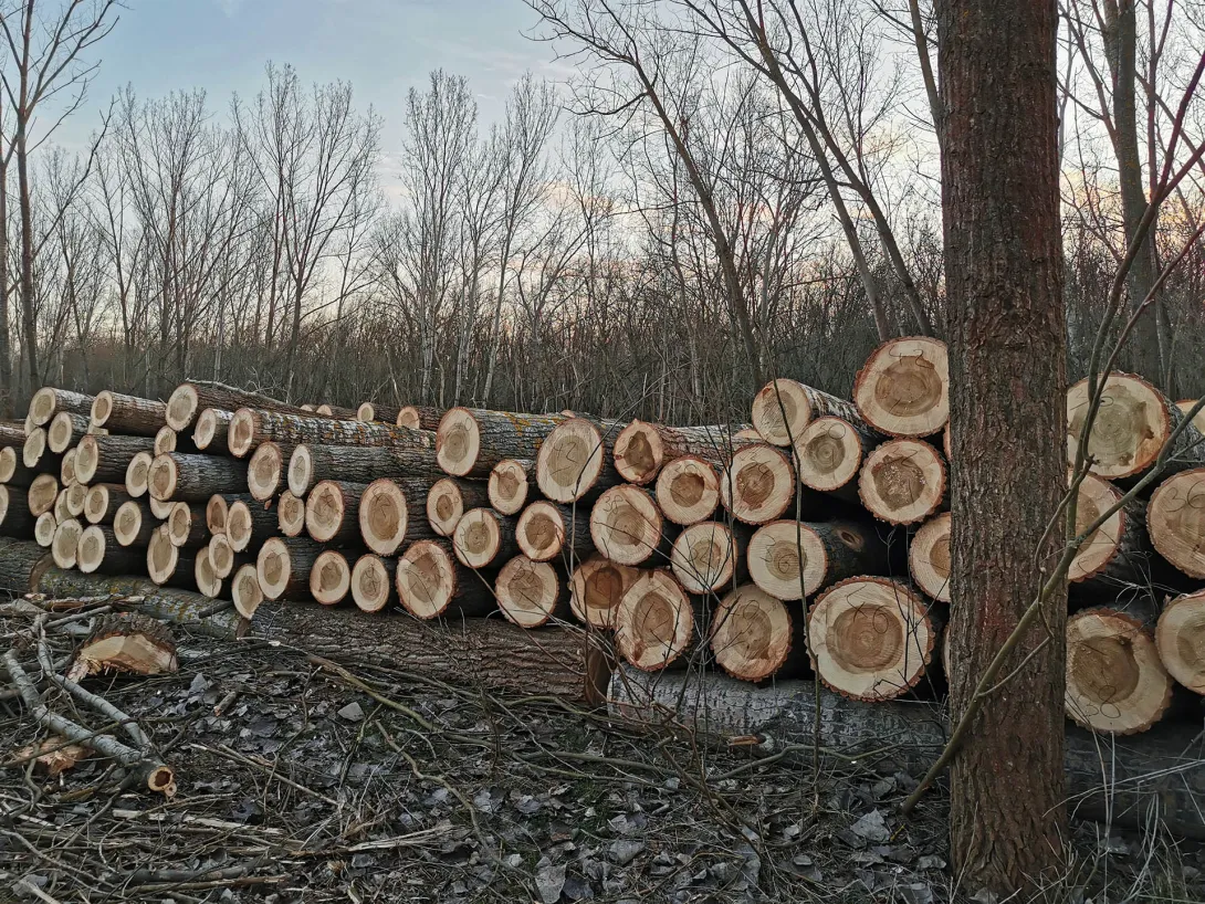 Számozott farönkök a fák kivágása után maradnak a földön