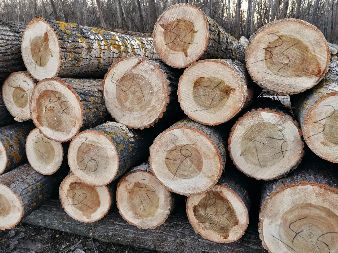 Számozott farönkök a fák kivágása után maradnak a földön