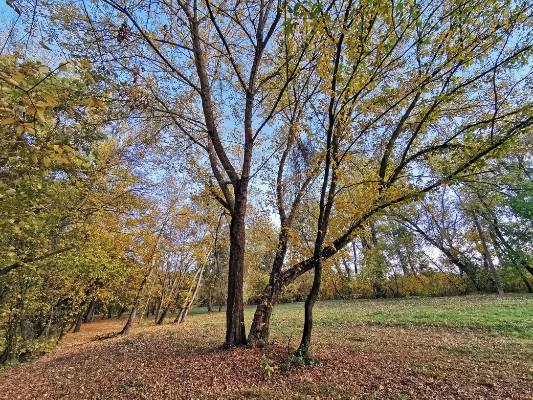 Szabadstrand a Hármas-Körös gyomaendrődi szakaszán