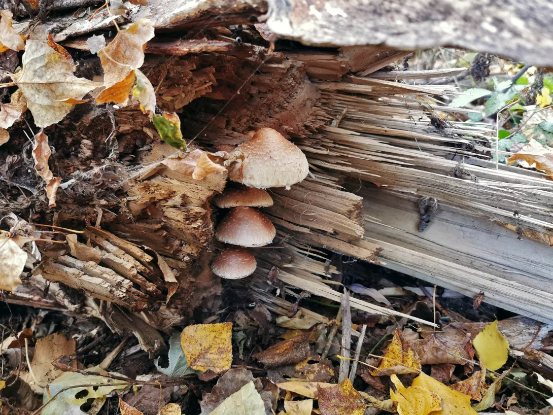 Nyárfa-tőkegomba (Nem mérgező, csak nem ehető.), Hármas-Körös hullámterén található ártéri erdő