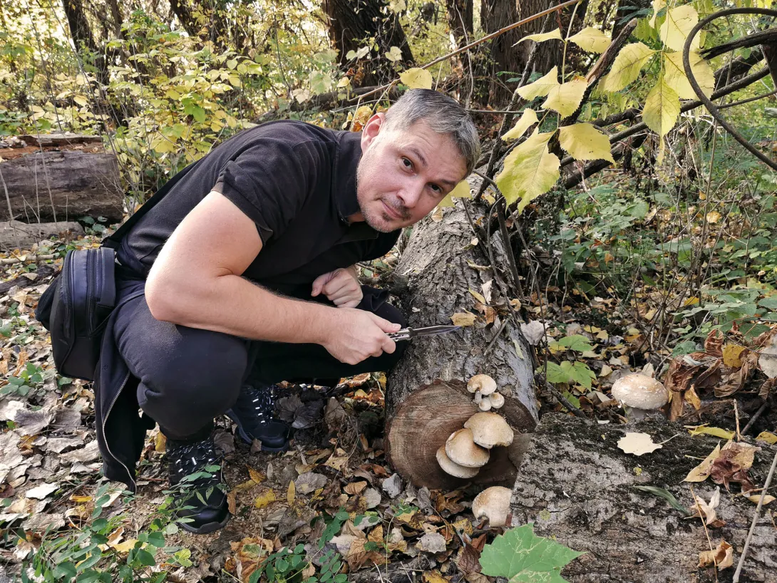 Miről ismerjük meg a Nyárfa-tőkegombát? (Nem mérgező, csak nem ehető.), Hármas-Körös hullámterén található ártéri erdő
