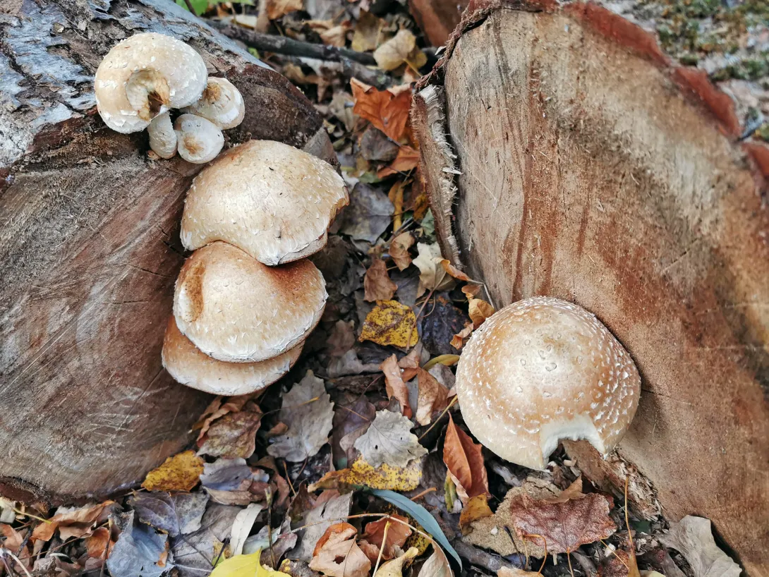 Nyárfa-tőkegomba (Nem mérgező, csak nem ehető.), Hármas-Körös hullámterén található ártéri erdő