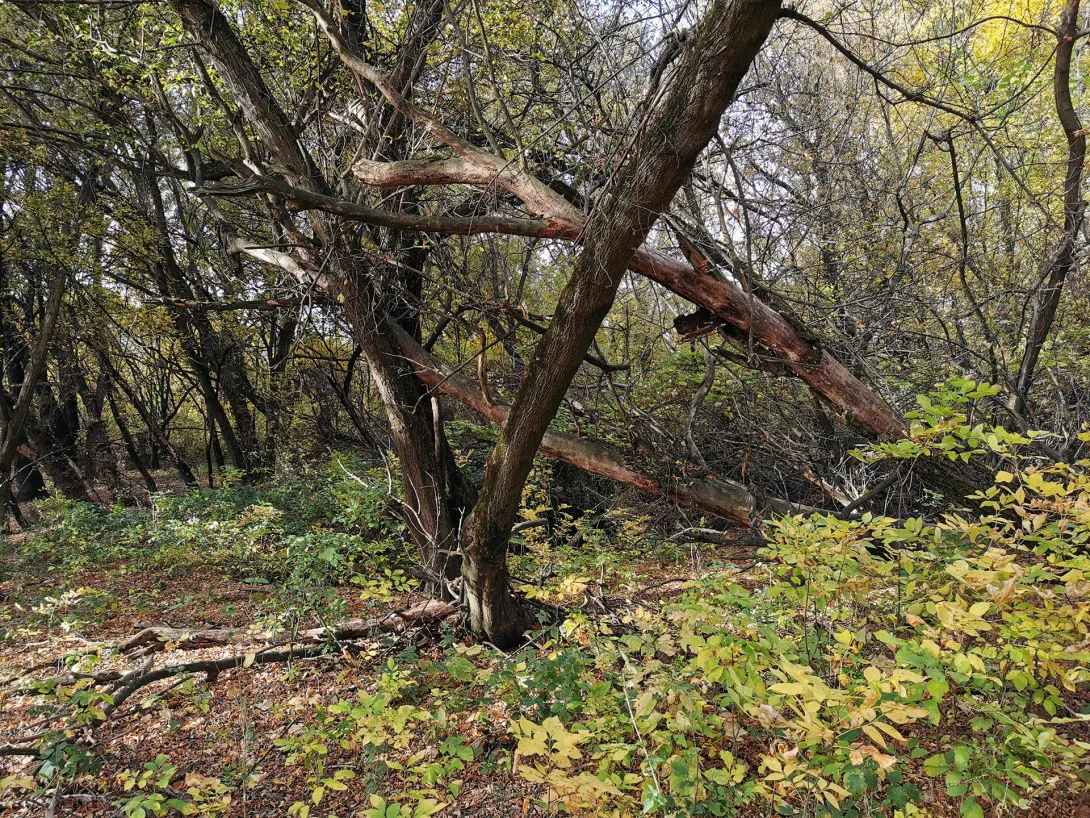 Ártéri erdő, Körös-Maros Nemzeti Park