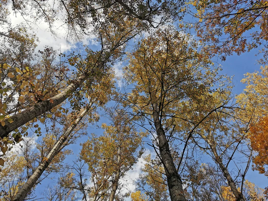 Ártéri erdő, Körös-Maros Nemzeti Park