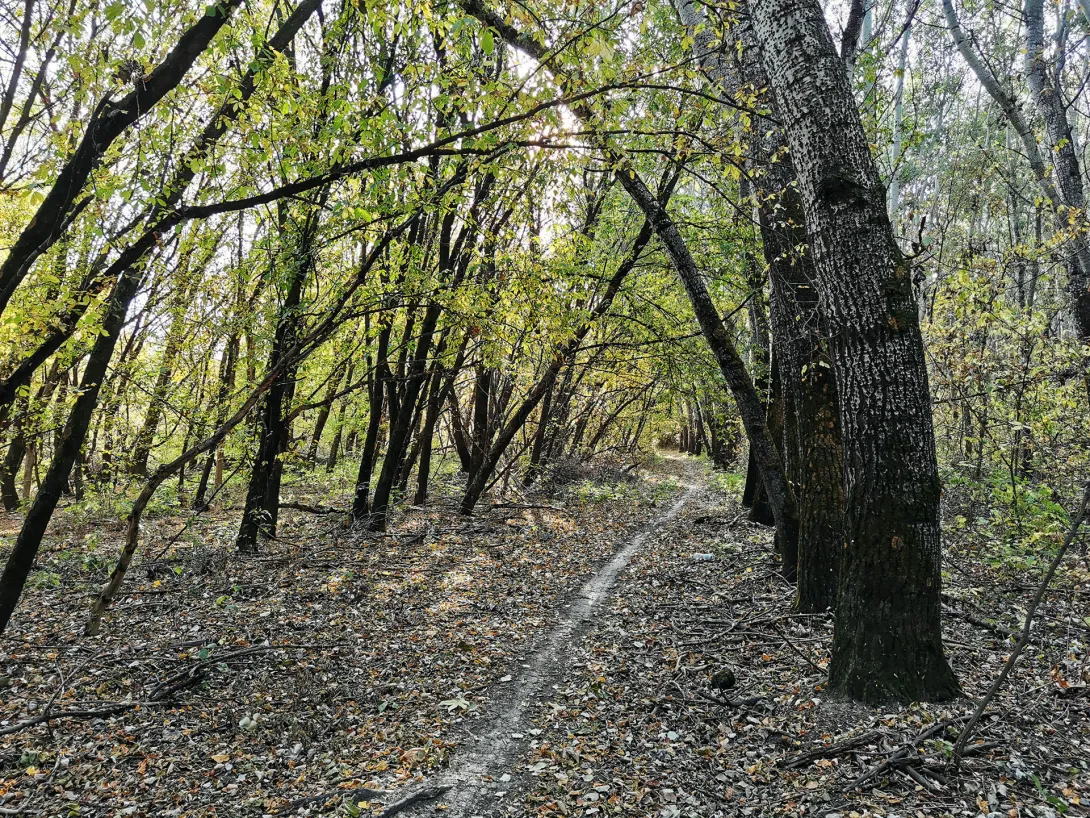 Ártéri erdő, Körös-Maros Nemzeti Park