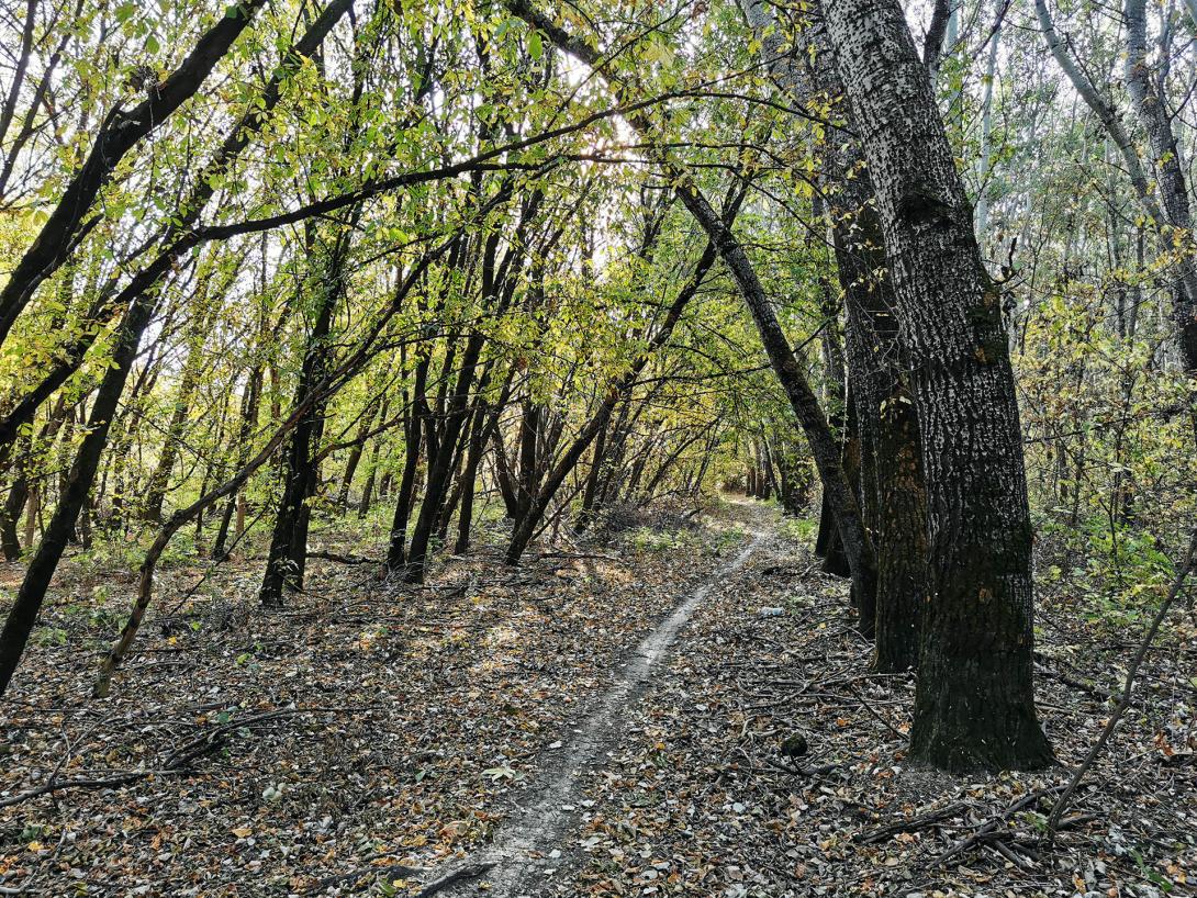 Ártéri erdő, Körös-Maros Nemzeti Park