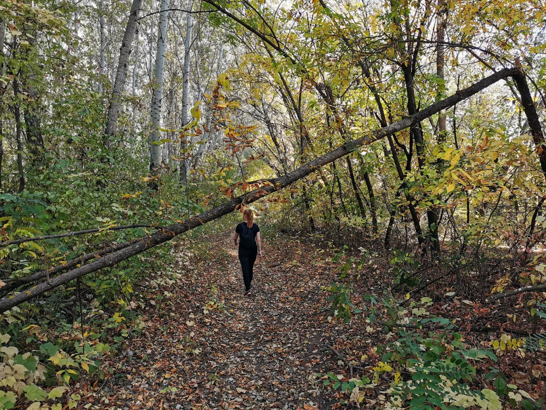 Ártéri erdő, Körös-Maros Nemzeti Park