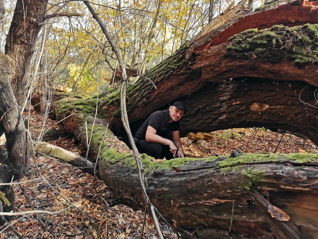 Sárga gévagomba, Őszi gombavadászat, Körös-Maros Nemzeti Park