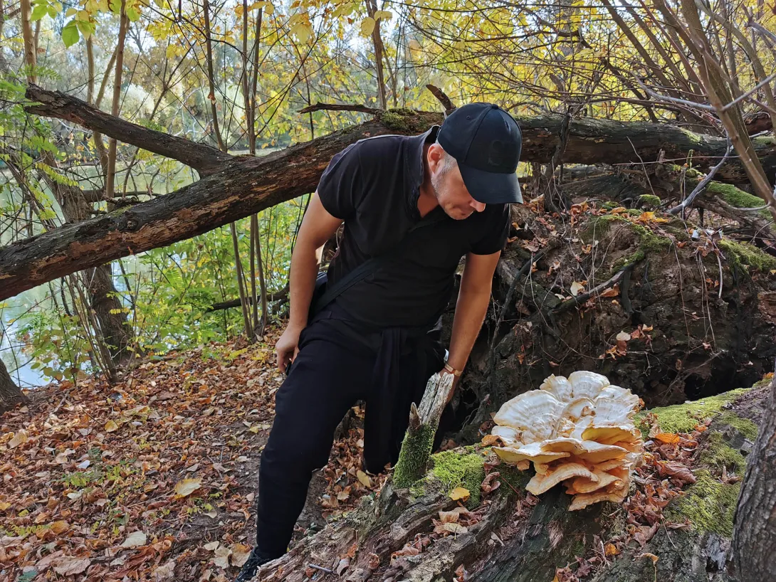 Sárga gévagomba, Őszi gombavadászat, Körös-Maros Nemzeti Park