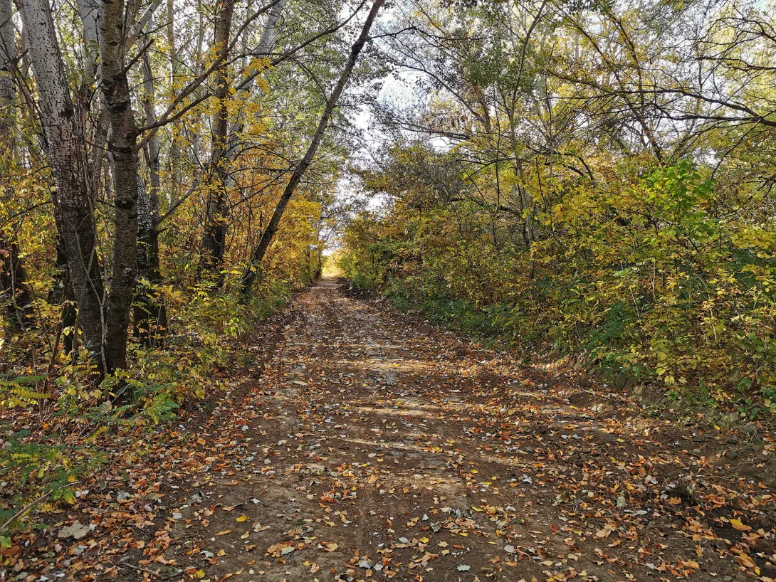 Ártéri erdő, Körös-Maros Nemzeti Park