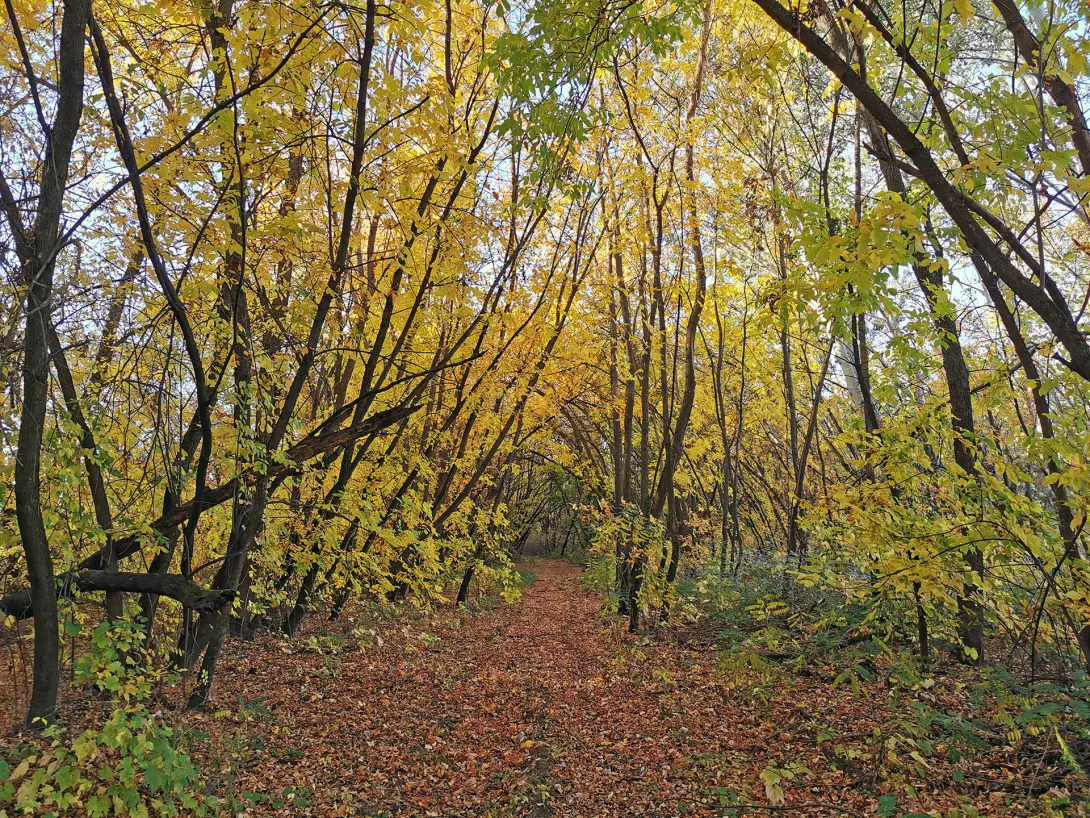 Erdőillatú őszi avar, Körös-Maros Nemzeti Park