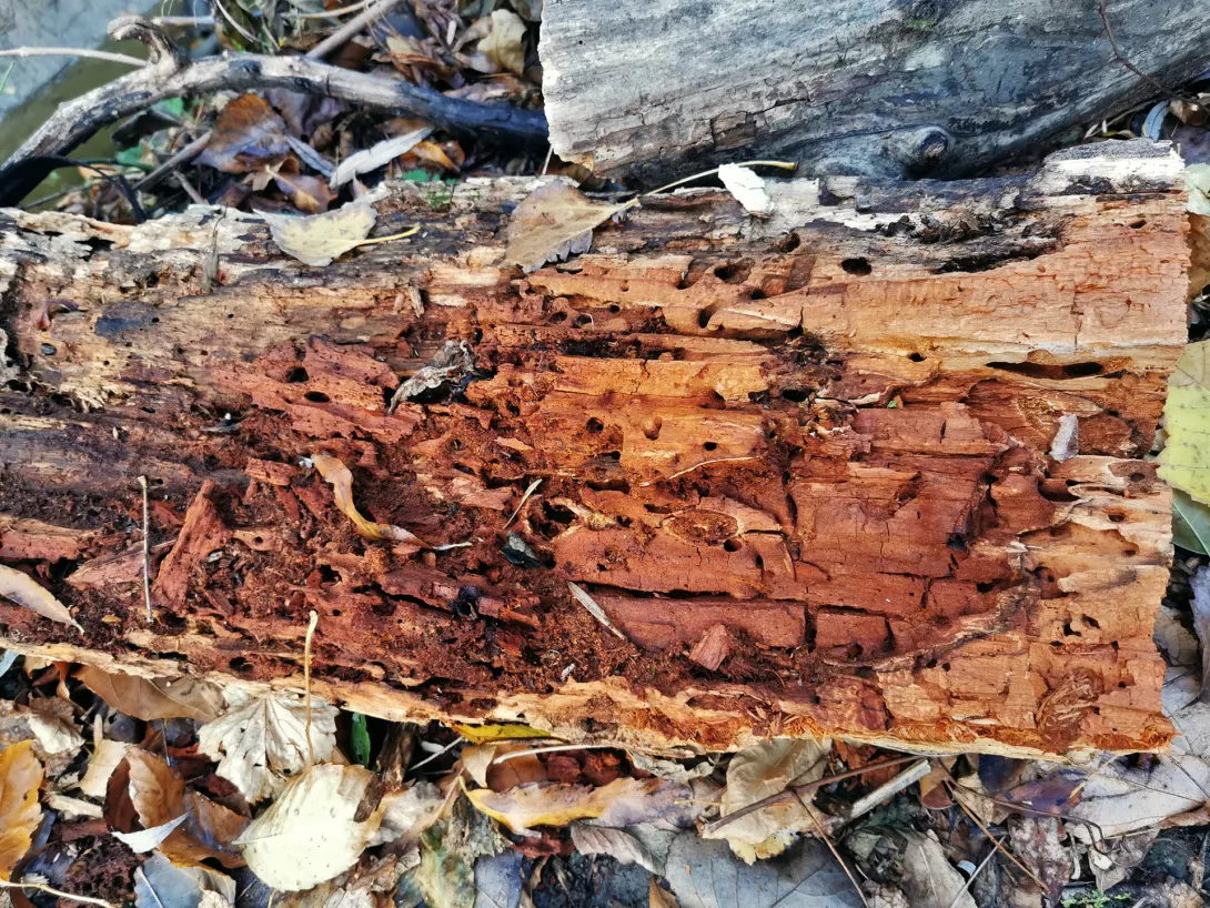 Korhadó fatörzs (Megemésztik a gombák, talajjá válik idővel.), Körös-Maros Nemzeti Park
