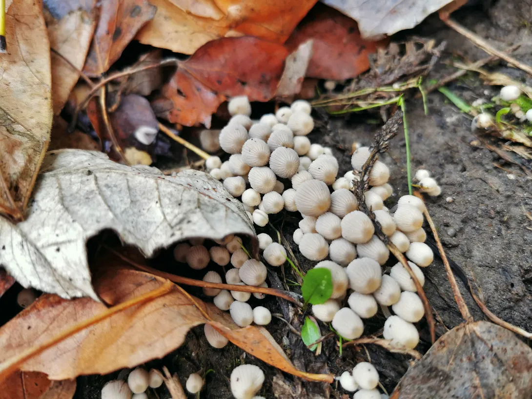 Gombavadászat, Körös-Maros Nemzeti Park