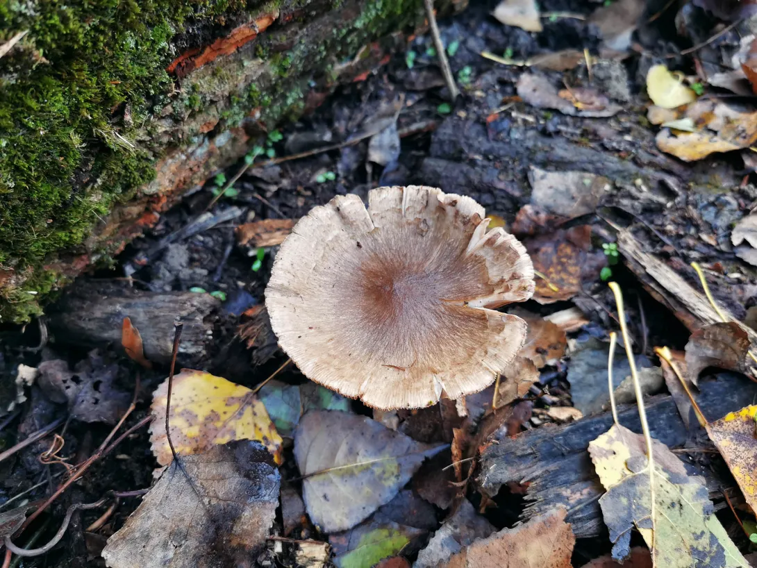 Gombavadászat, Körös-Maros Nemzeti Park