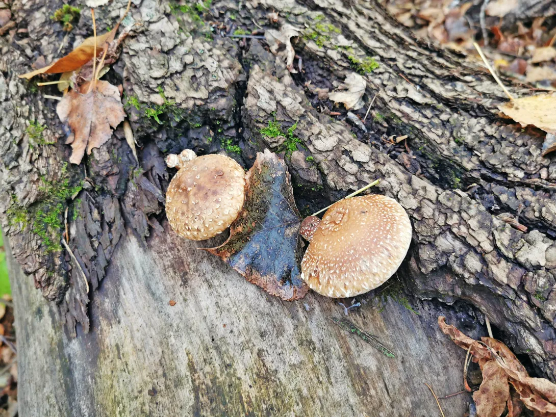 Gombavadászat, Körös-Maros Nemzeti Park