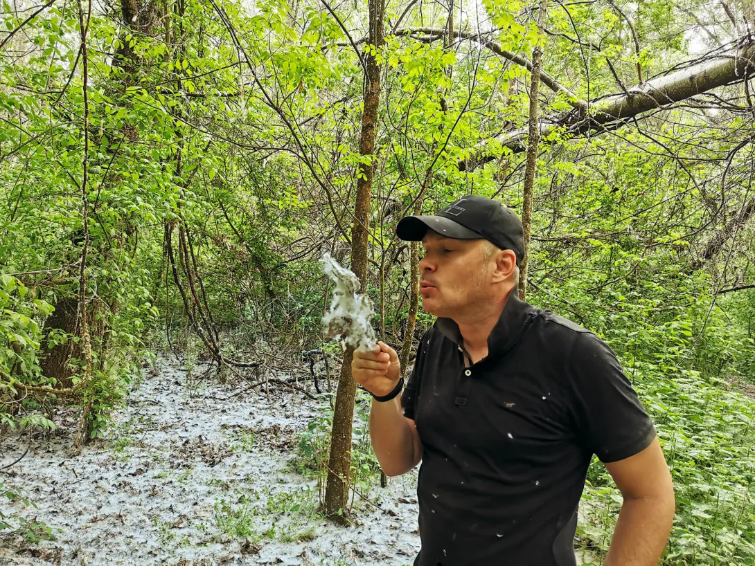 Tavaszi havazás - a vagy virágzik a nyárfa, Gyomaendrőd