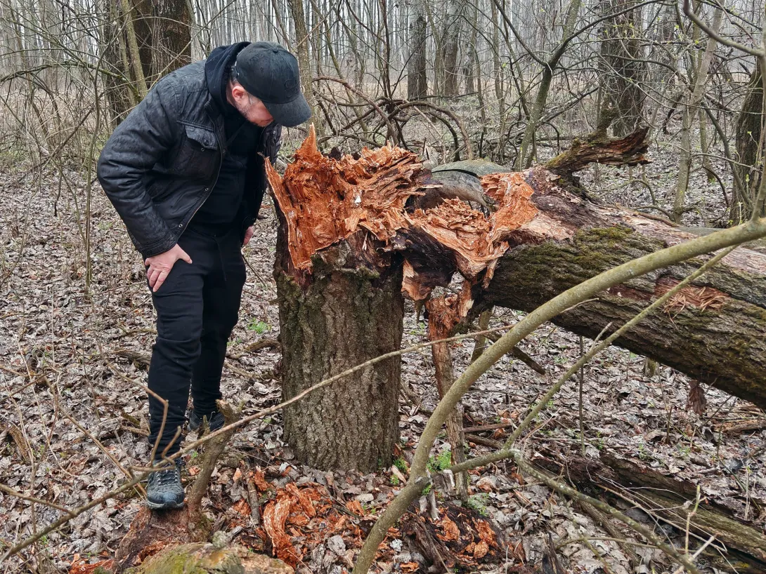Tavaszi séta a Hármas-Körös hullámterén található ártéri erdőben esőben