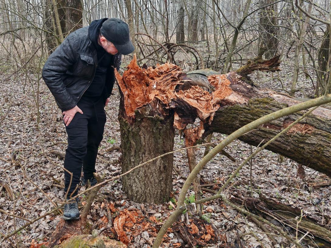 Tavaszi séta a Hármas-Körös hullámterén található ártéri erdőben esőben