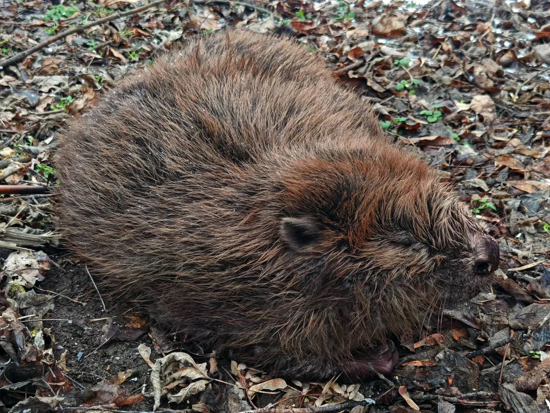 Billi az eurázsiai hódkölyök