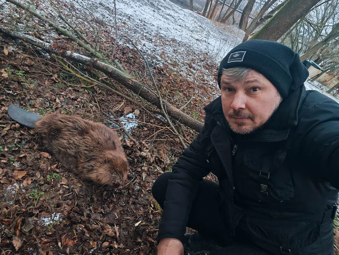 Billi az eurázsiai hódkölyök